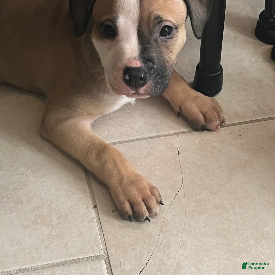 American Pit Bull Terrier dogs for sale: American Pit Bull Terrier 1 - Ad 1