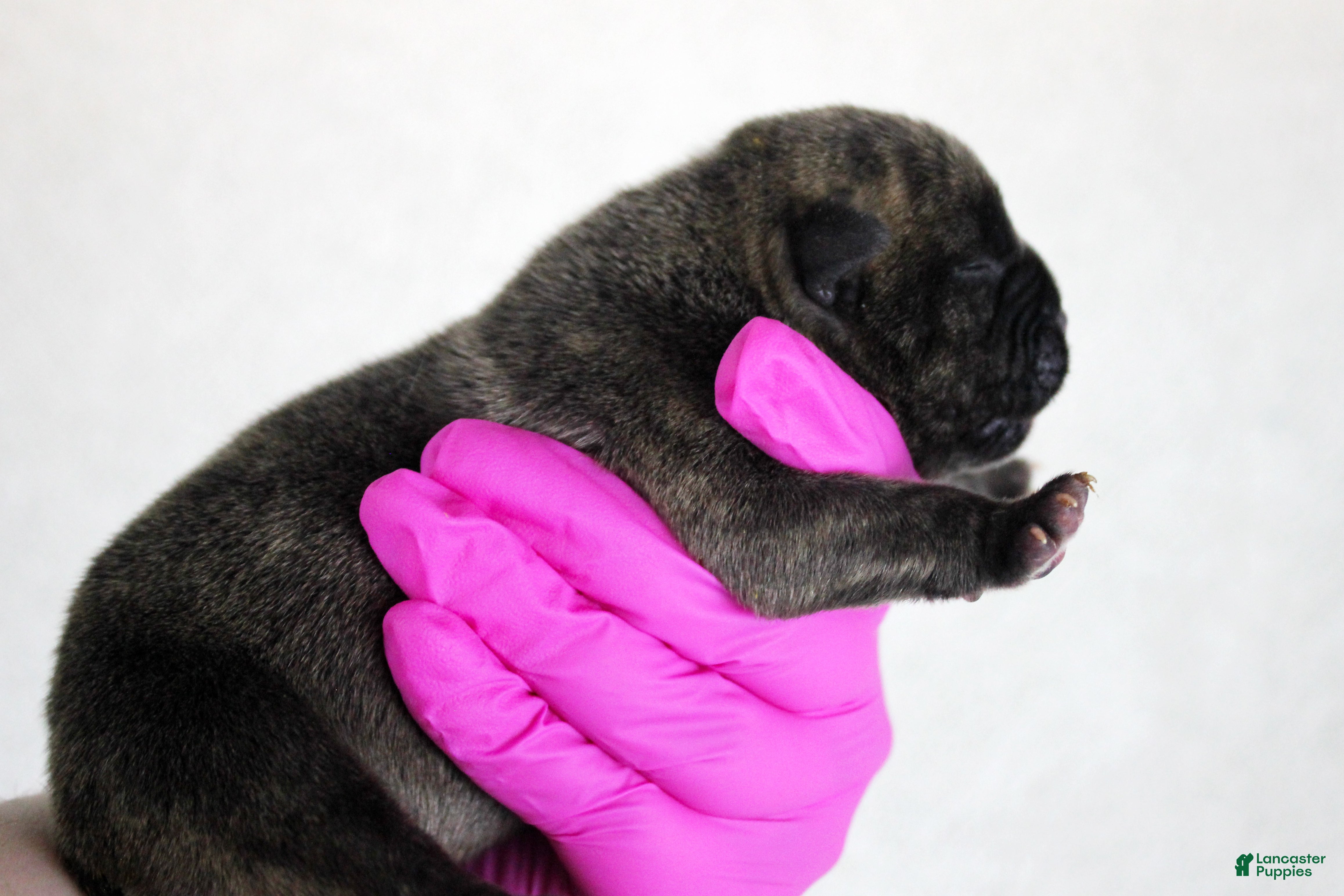 American Bully dogs Black Brindle Female - Ad 2