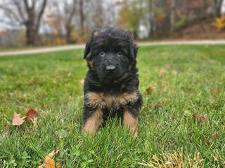 German Shepherd dogs - Ad 20