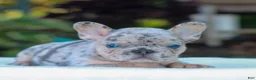 French Bulldog dogs for sale: Davis  - Ad 1
