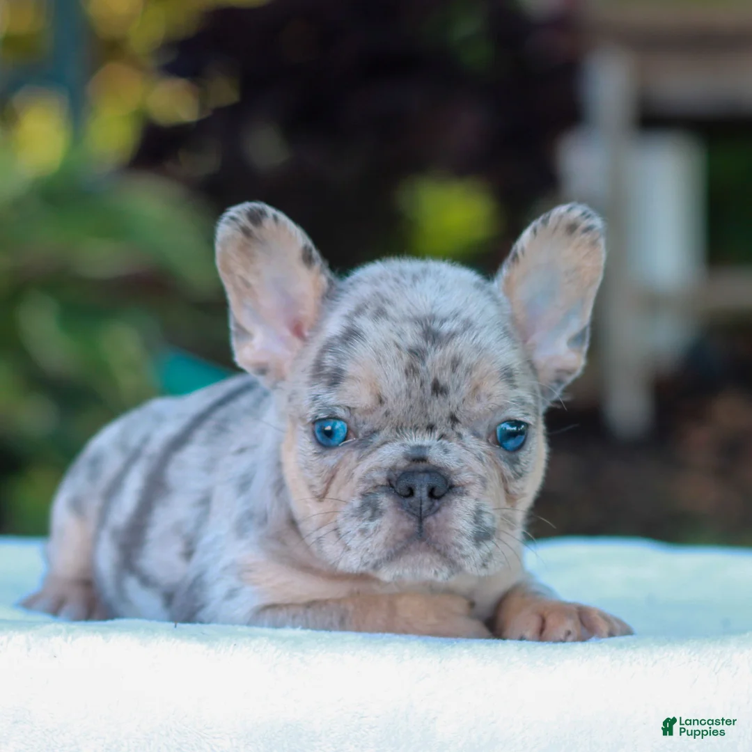 French Bulldog dogs for sale: Davis  - Ad 1