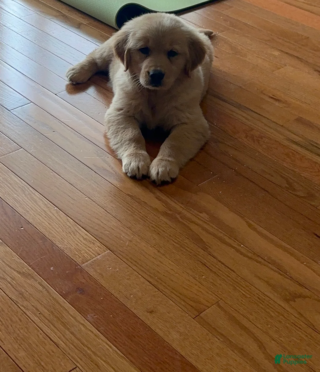 Golden Retriever dogs for sale: Golden Retriever 1 - Ad 1