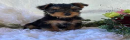 Yorkshire Terrier dogs for sale: DR Pepper - Ad 7