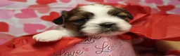 Shih Tzu dogs for sale: CJ - Ad 4