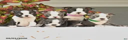 Boston Terrier dogs for sale: Jana - Ad 5
