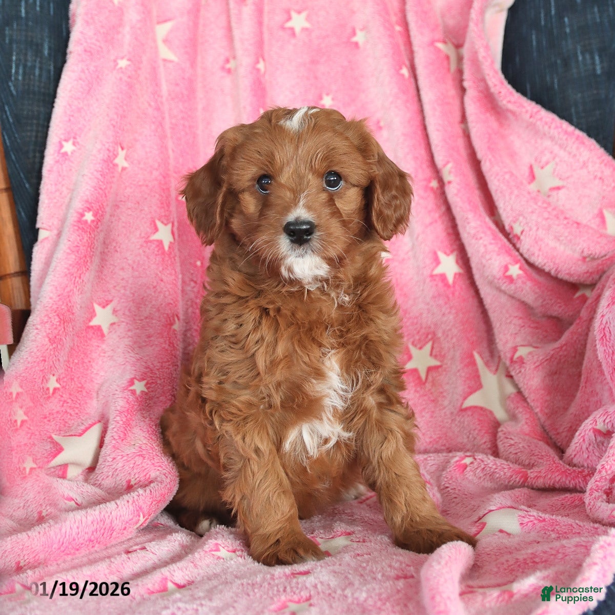 Cavapoo dogs for sale: Ian - Ad 2