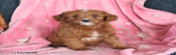 Cavapoo dogs for sale: Ian - Ad 1