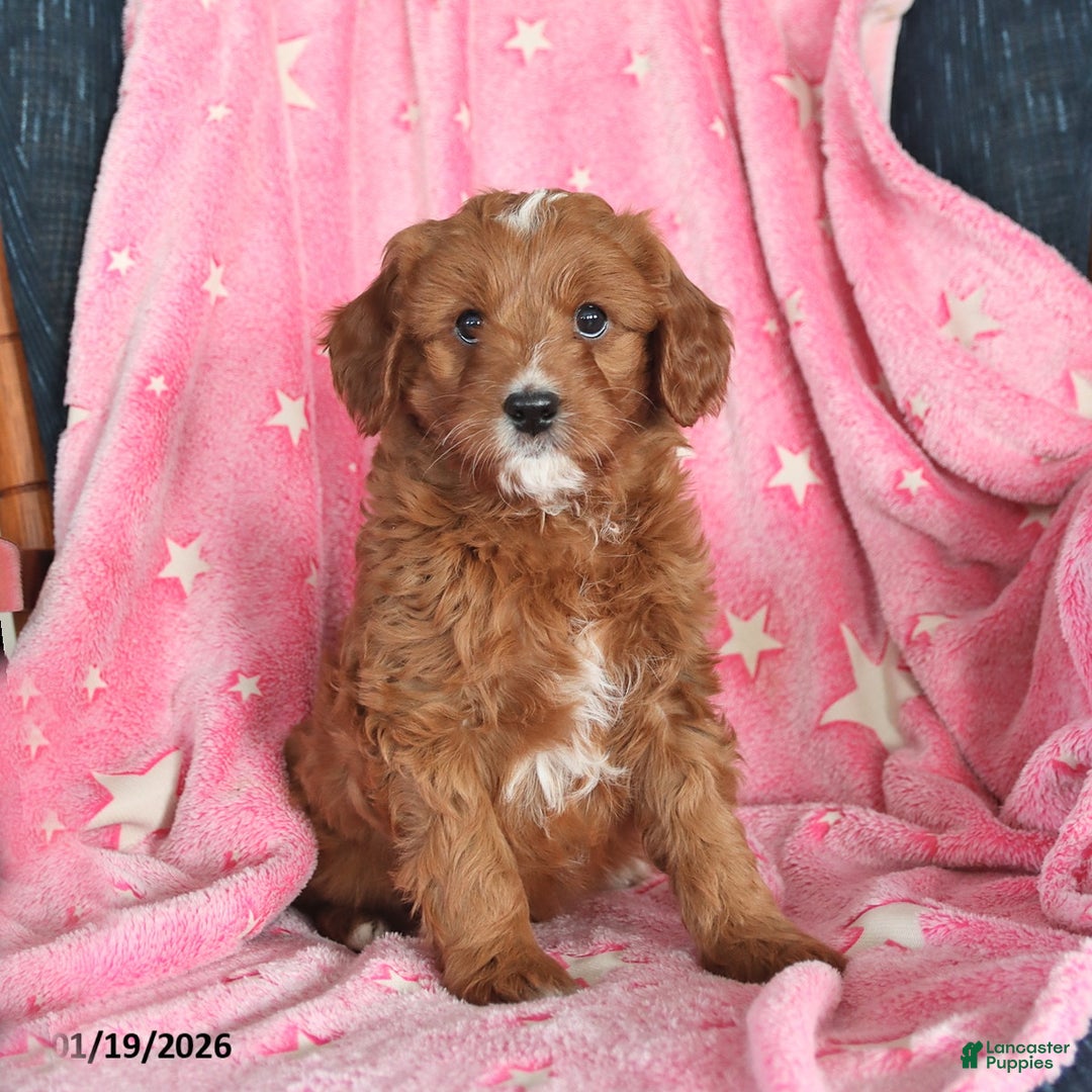 Cavapoo dogs for sale: Ian - Ad 1