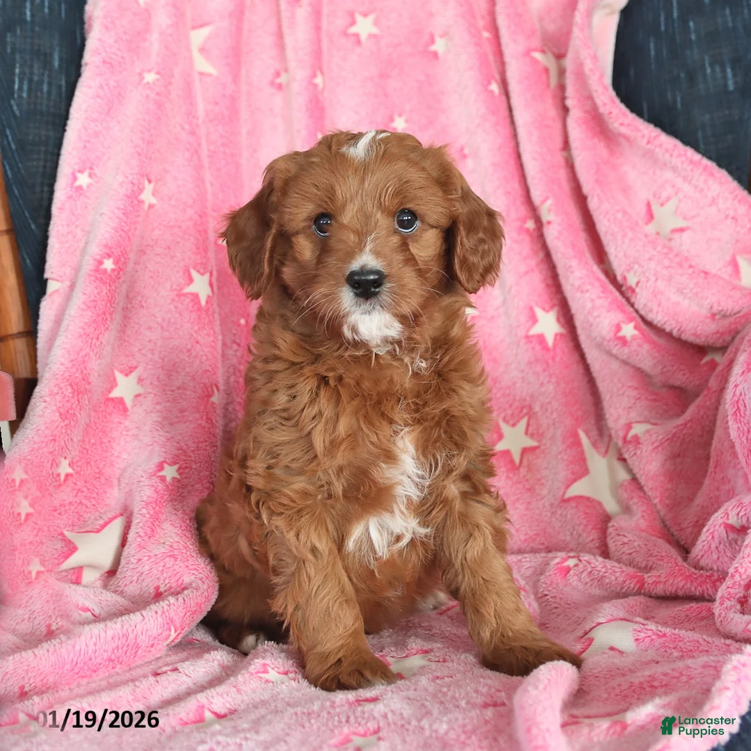 Cavapoo dogs for sale: Ian - Ad 1