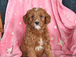 Cavapoo dogs Ian - Ad 33