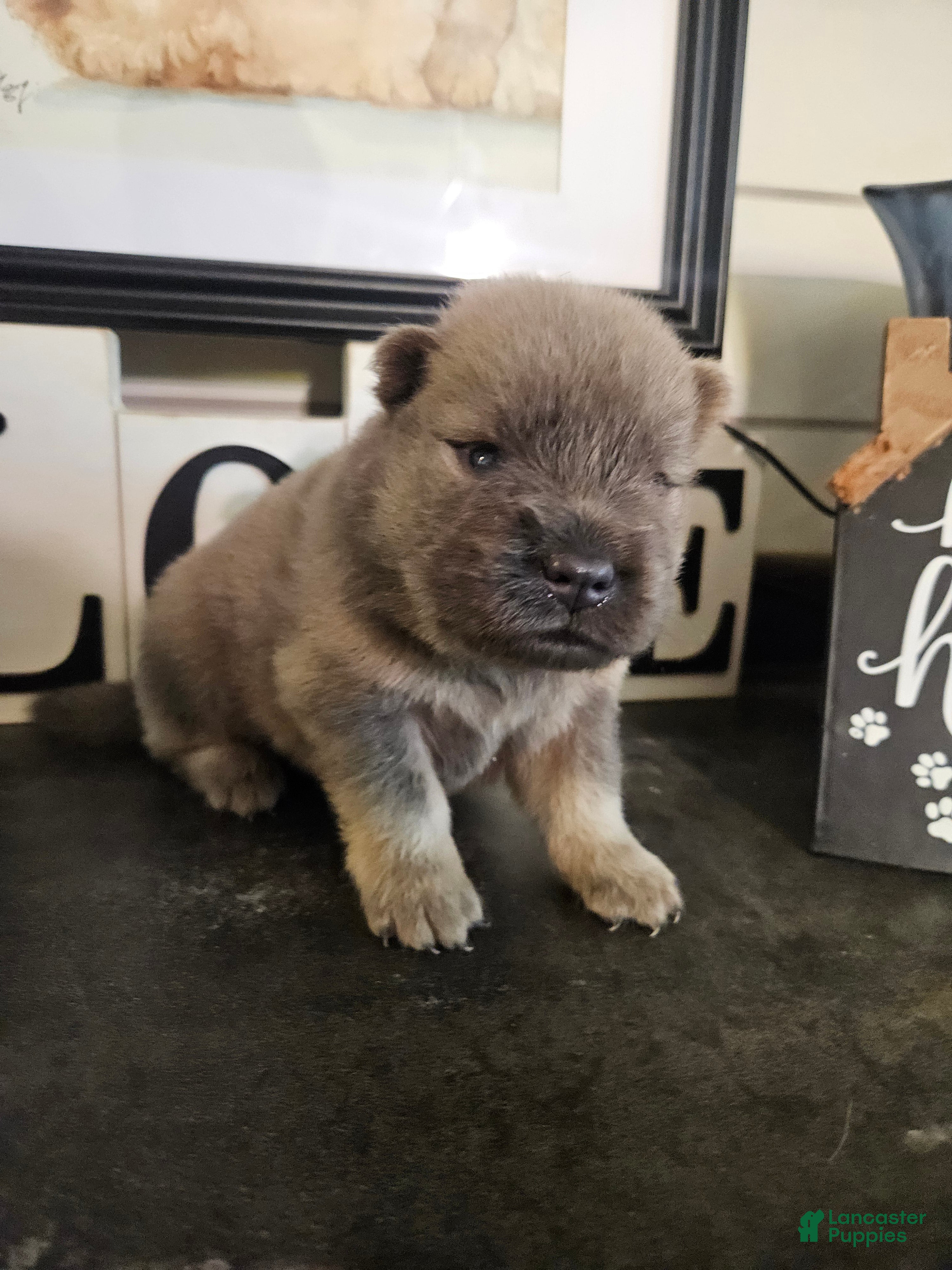 Chow Chow dogs Chow Chow 5 - Ad 1