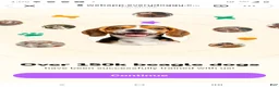 Beagle dogs for sale: Milo Ace - Ad 2