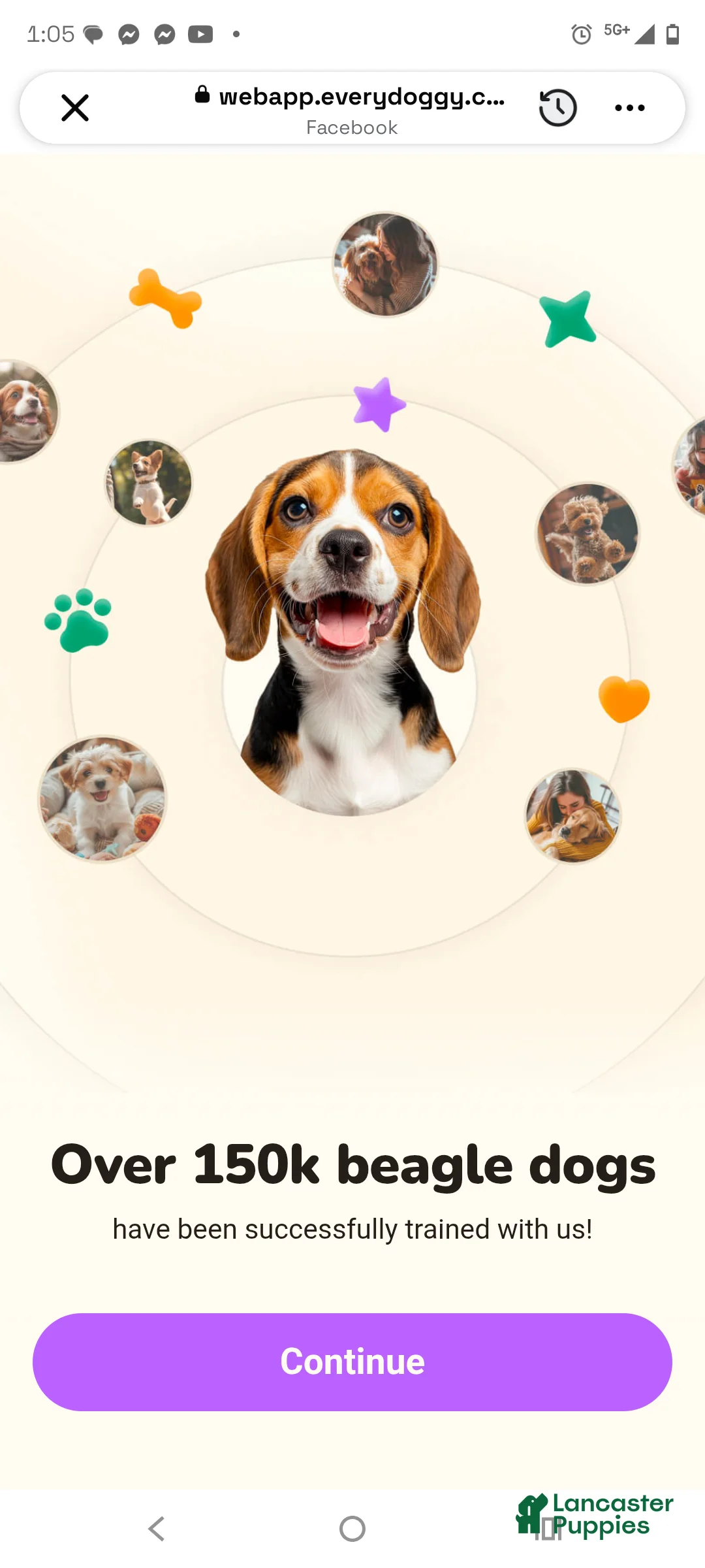 Beagle dogs for sale: Milo Ace - Ad 2