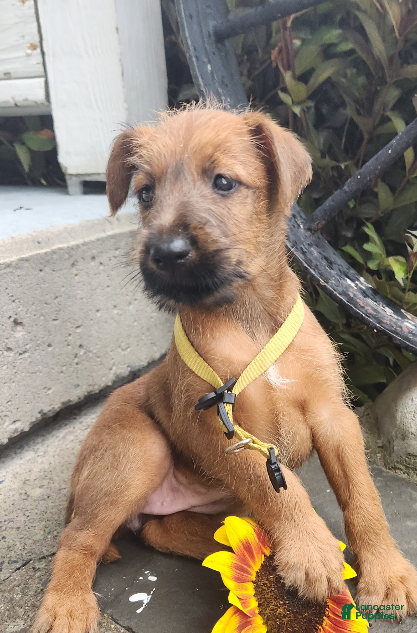 Irish Terrier dogs Ruby - Ad 1