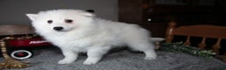American Eskimo dogs for sale: Glacier - Ad 2