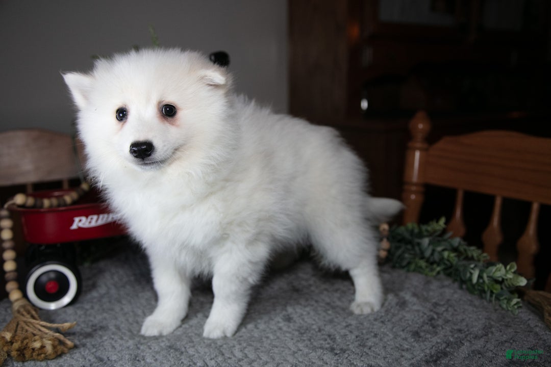American Eskimo dogs for sale: Glacier - Ad 2