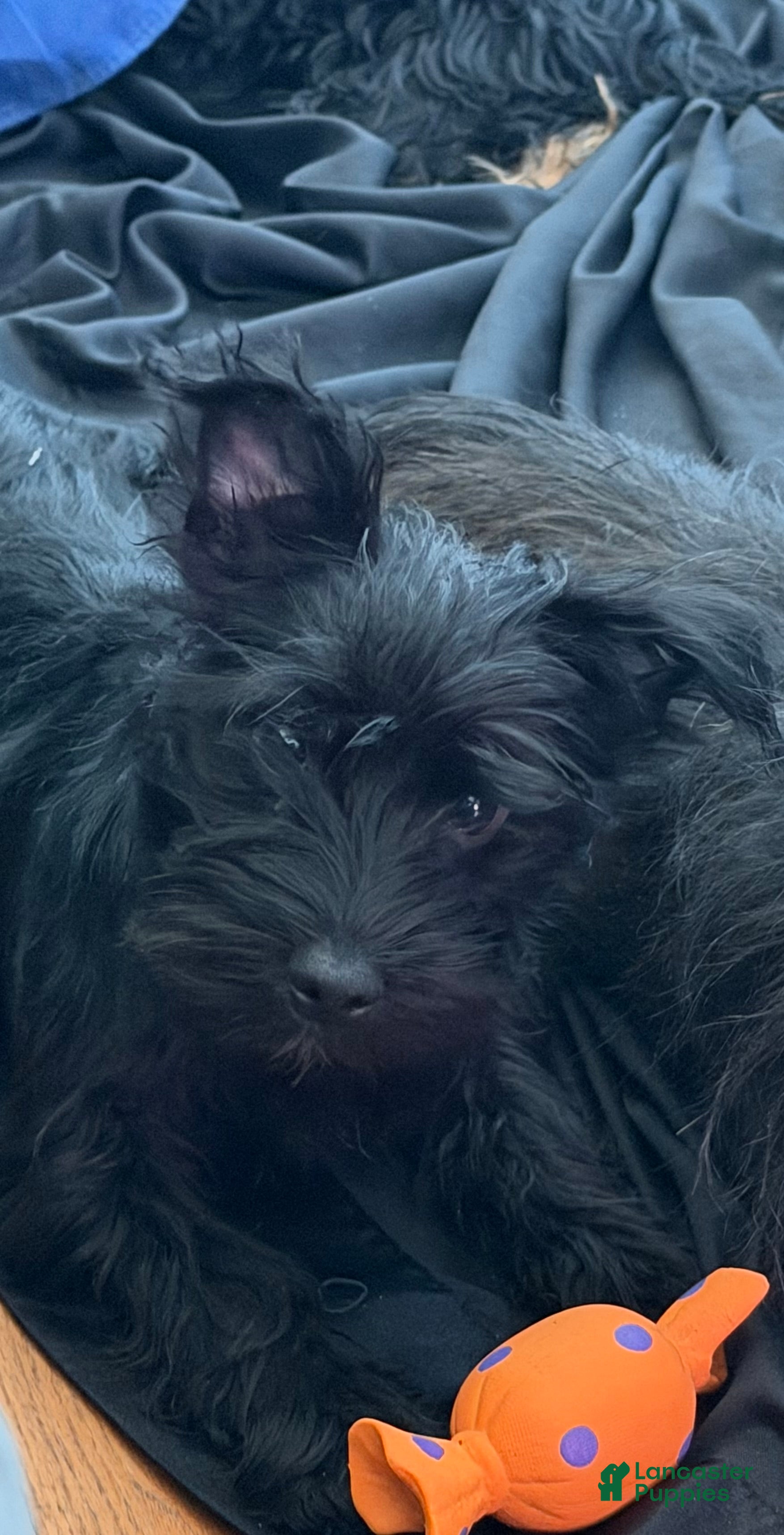 Mixed Breed dogs Mixed Breed Puppy 1 - Ad 2