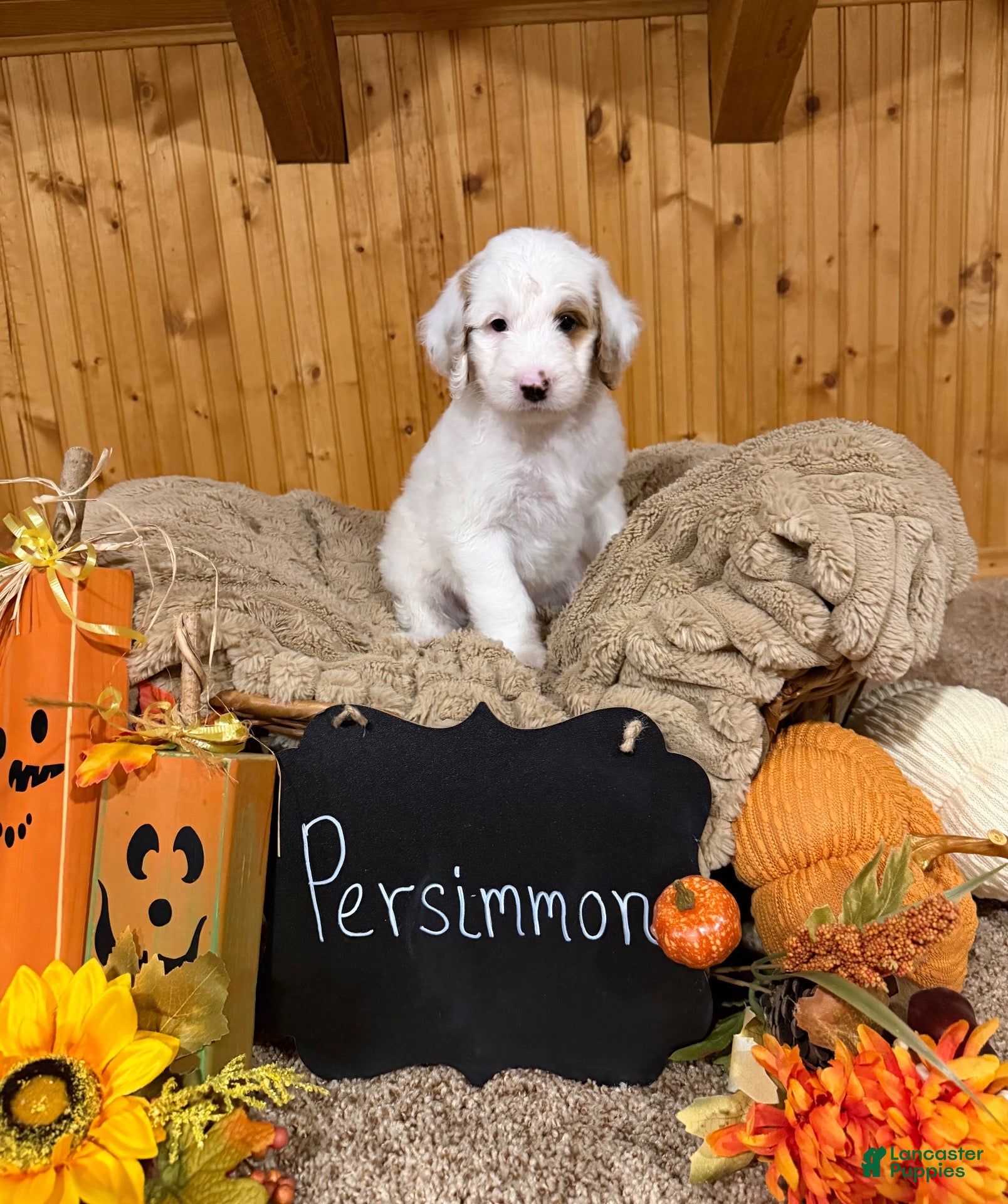 Goldendoodle dogs Goldendoodle 1 - Ad 1