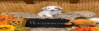 Goldendoodle 1