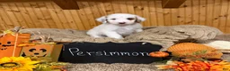 Goldendoodle dogs for sale: Goldendoodle 1 - Ad 1