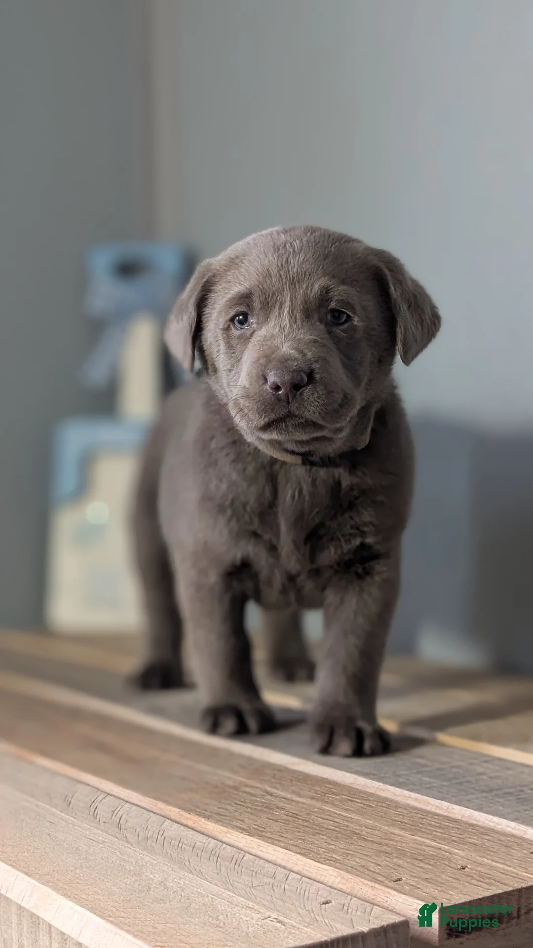 Labrador Retriever dogs for sale: Tyson - Ad 5