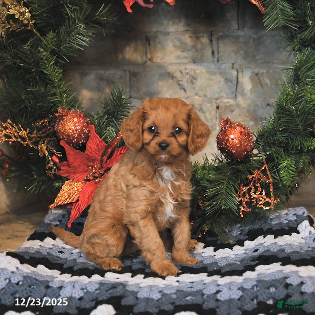Cavapoo dogs for sale: Fern - Ad 3
