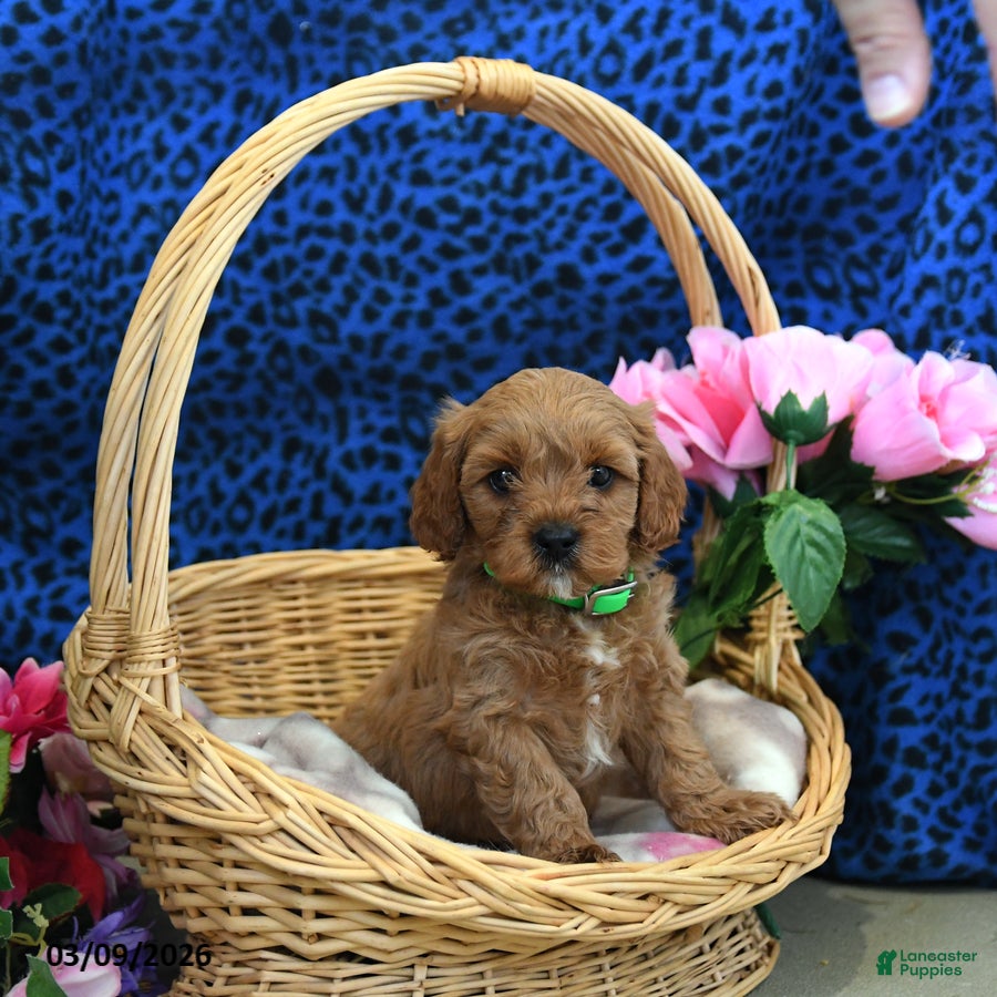 Cavapoo dogs Scamper - Ad 2