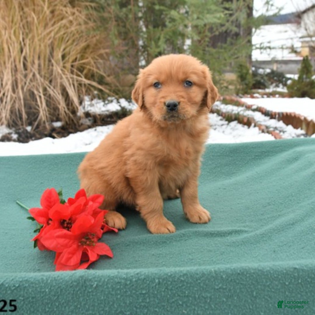 Golden Retriever dogs for sale: Quincy - Ad 2
