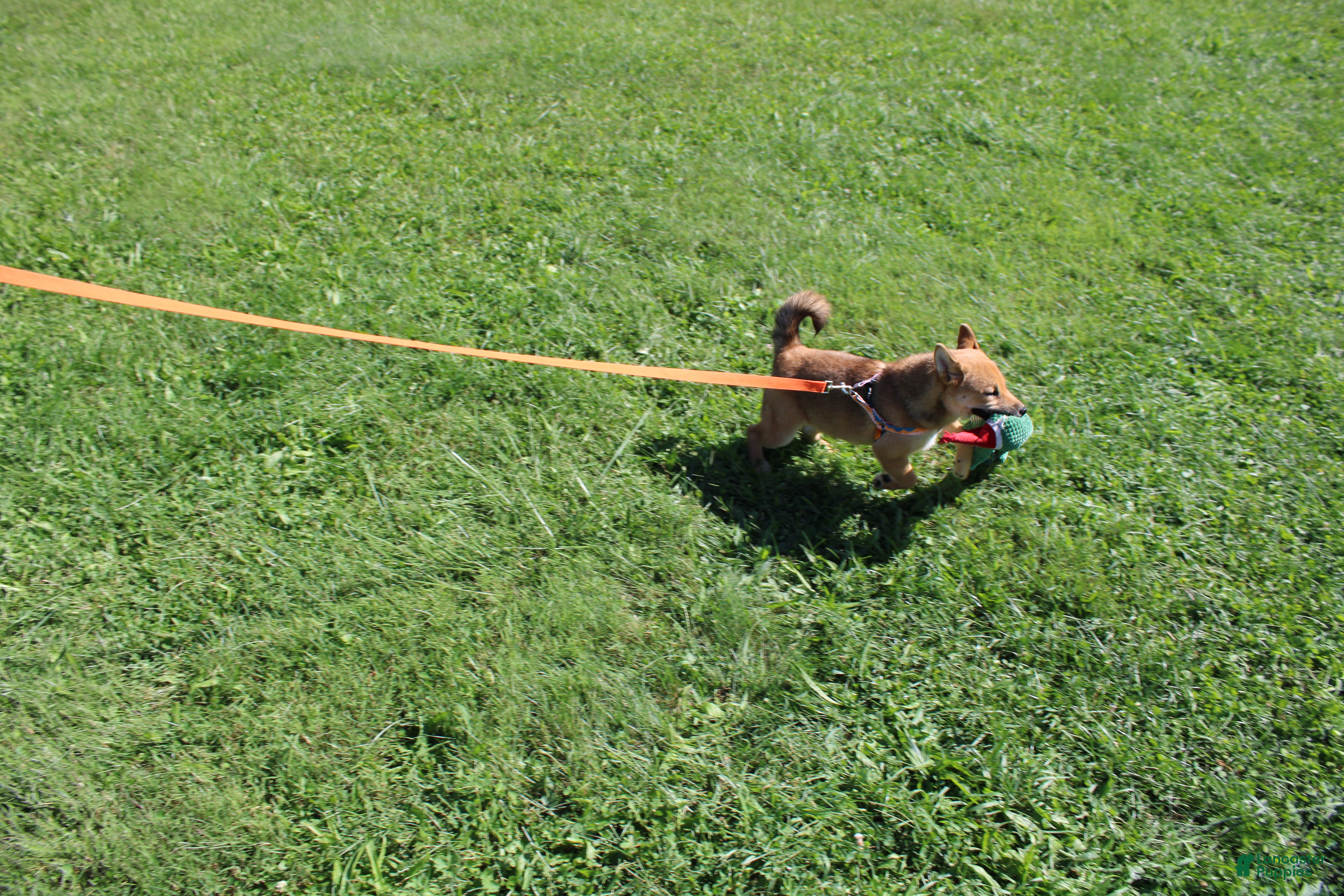 Shiba Inu dogs KitKat - Ad 1