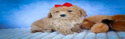 Bichpoo dogs for sale: Nixie🩷  - Ad 8