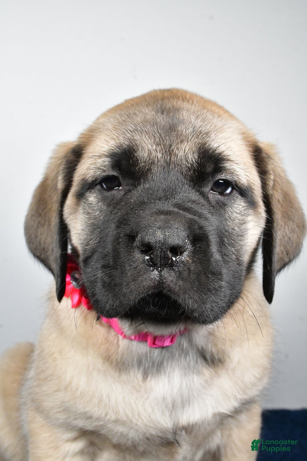 English Mastiff dogs for sale: Sugar - Ad 6