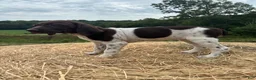 German Shorthaired Pointer dogs for sale: German Shorthaired Pointer 4 - Ad 7