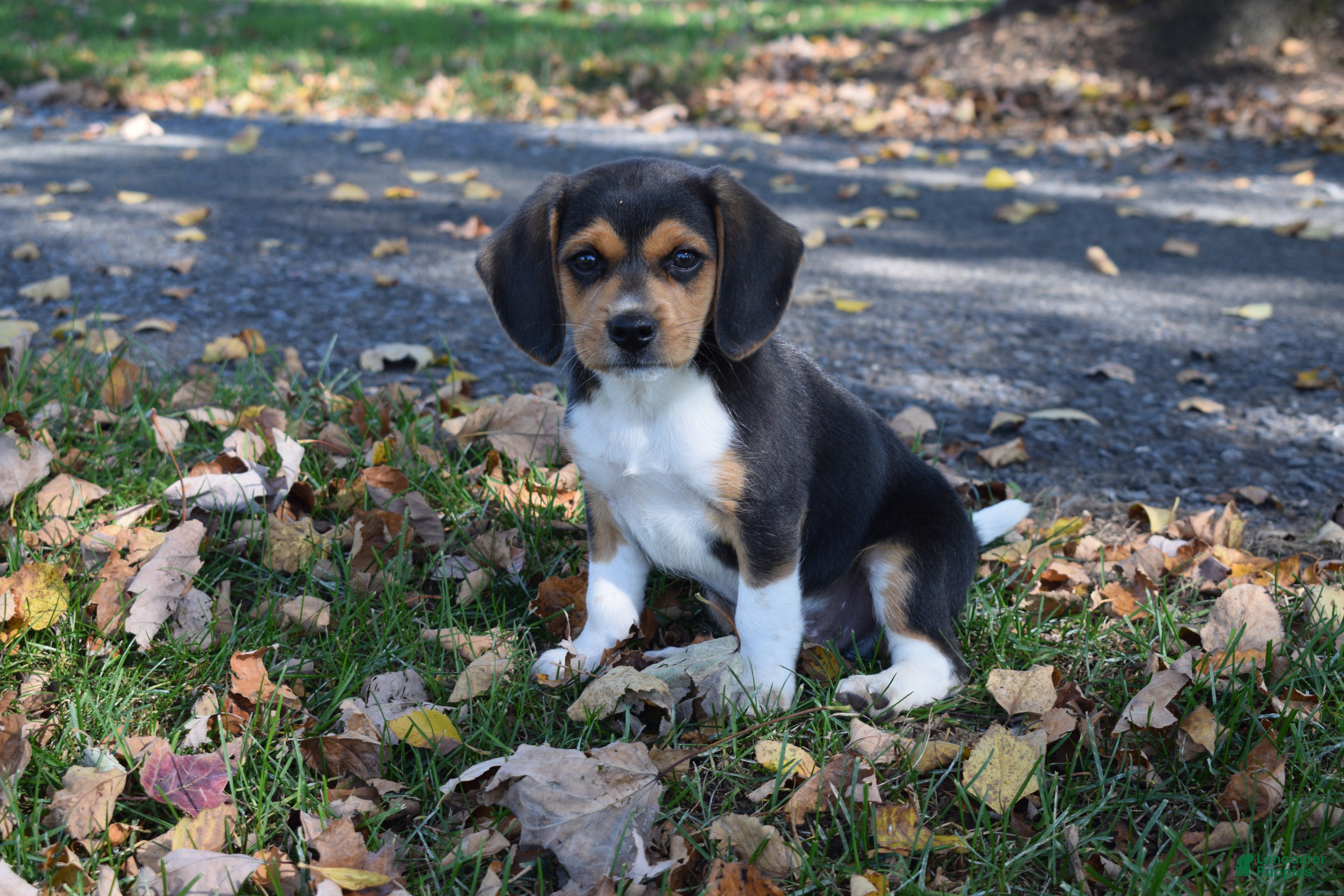 Beagle dogs for sale: Kamo - Ad 1