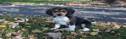 Beagle dogs for sale: Kamo - Ad 1