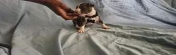 American Pit Bull Terrier dogs for sale: American Pit Bull Terrier 7 - Ad 3