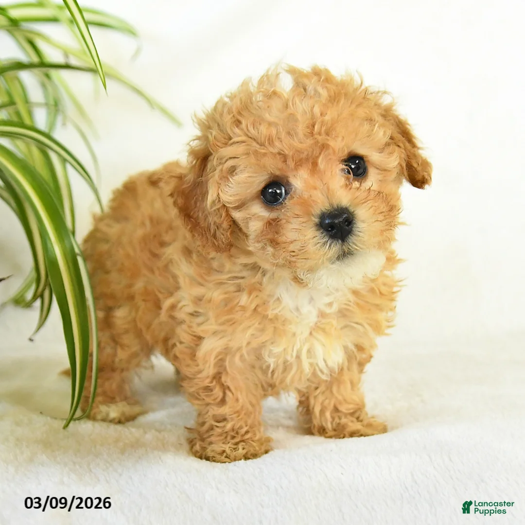 Toy Poodle dogs for sale: Lola - Ad 2
