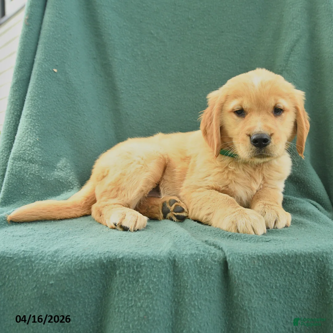 Golden Retriever dogs for sale: Rhoda - Ad 3