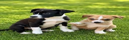 Mixed Breed dogs for sale: Mixed Breed Puppy 1 - Ad 2
