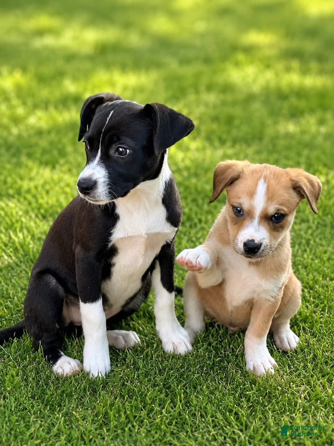 Mixed Breed dogs for sale: Mixed Breed Puppy 1 - Ad 2
