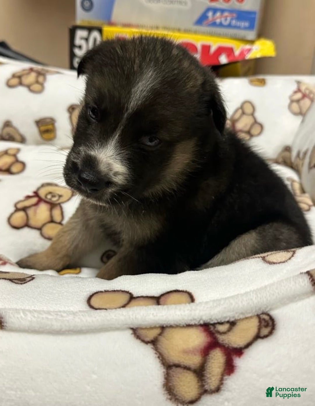 Gerberian Shepsky dogs for sale: Gerberian Shepsky Puppy 1 - Ad 7