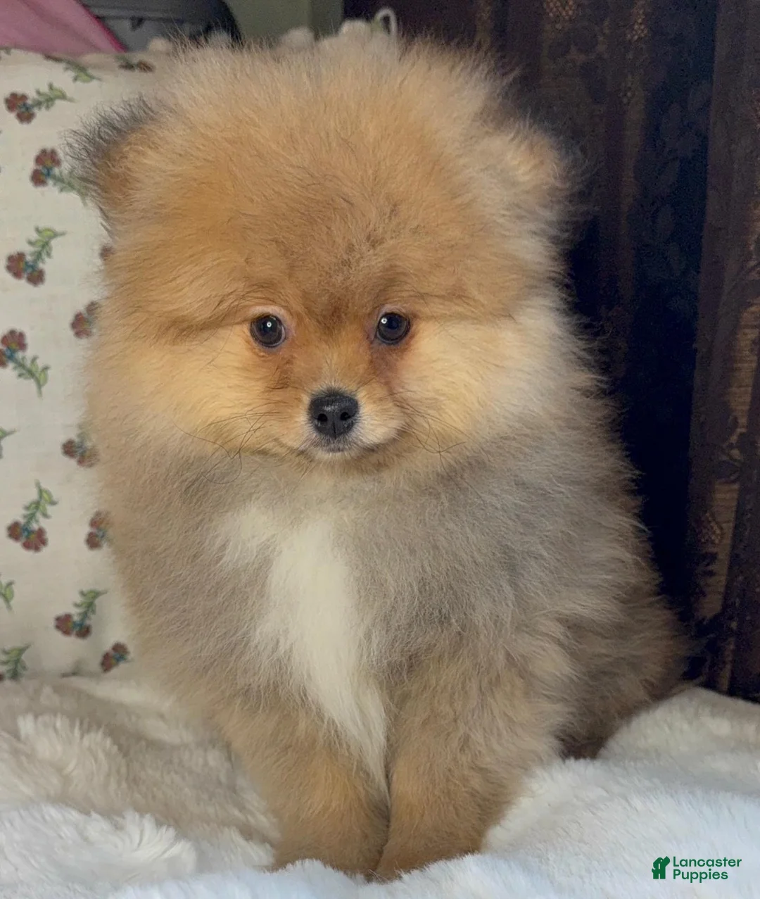 Pomeranian dogs for sale: Pomeranian puppy George - Ad 1