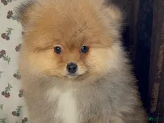Pomeranian dogs Pomeranian puppy George - Ad 1