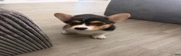 Welsh Corgi Pembroke dogs for sale: Welsh Corgi Pembroke 1 - Ad 4