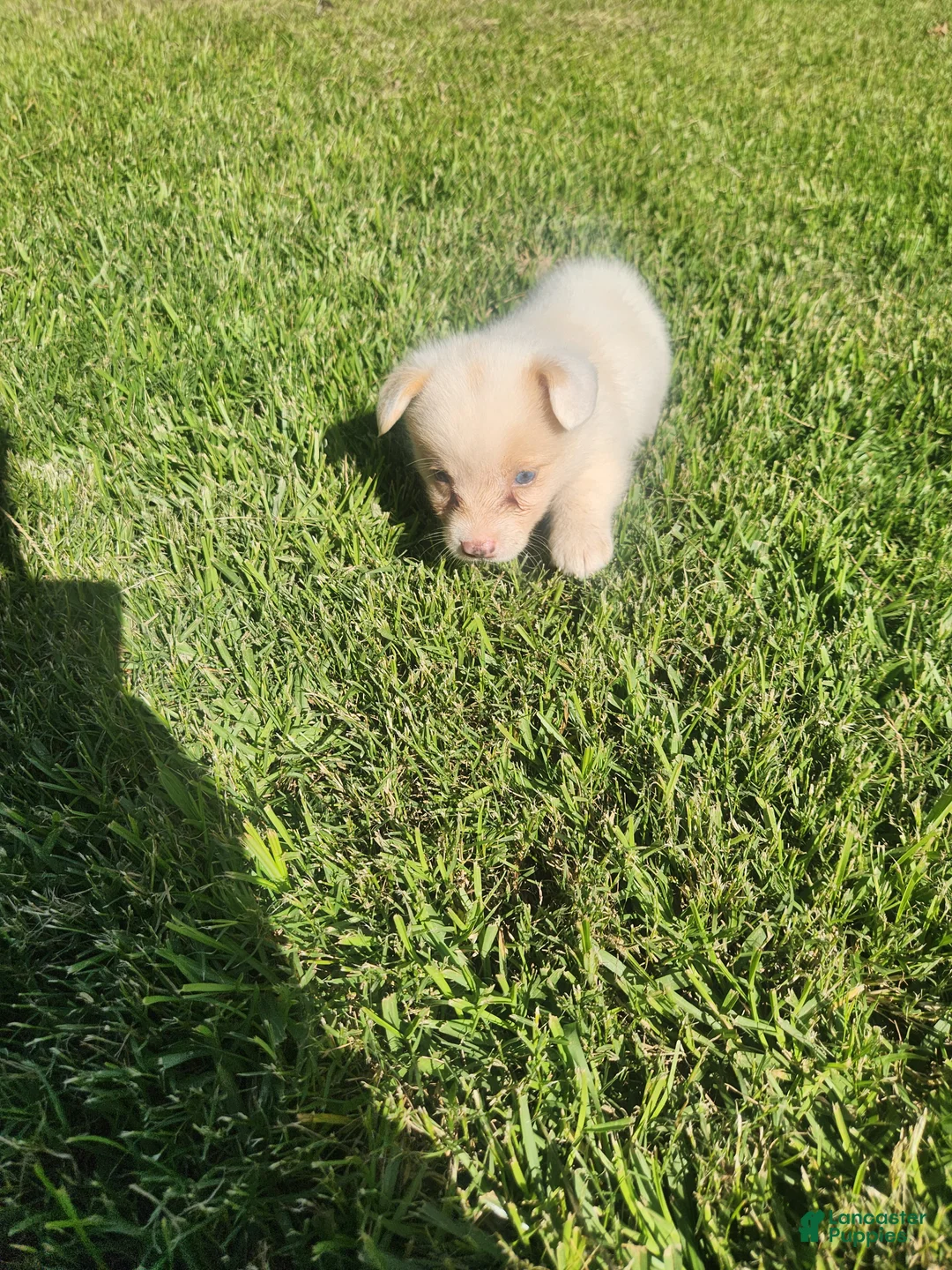 American Corgi dogs for sale: American Corgi 5 - Ad 1