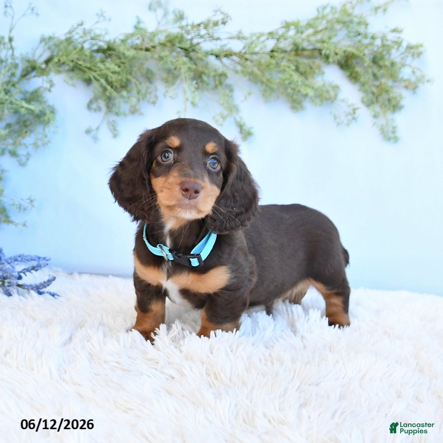 Miniature Dachshund dogs Scotty - Ad 1