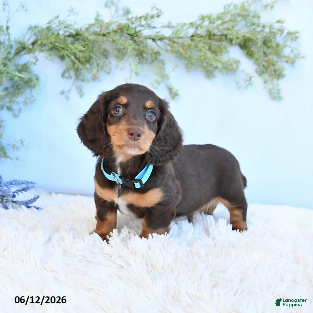 Miniature Dachshund dogs for sale: Scotty - Ad 1