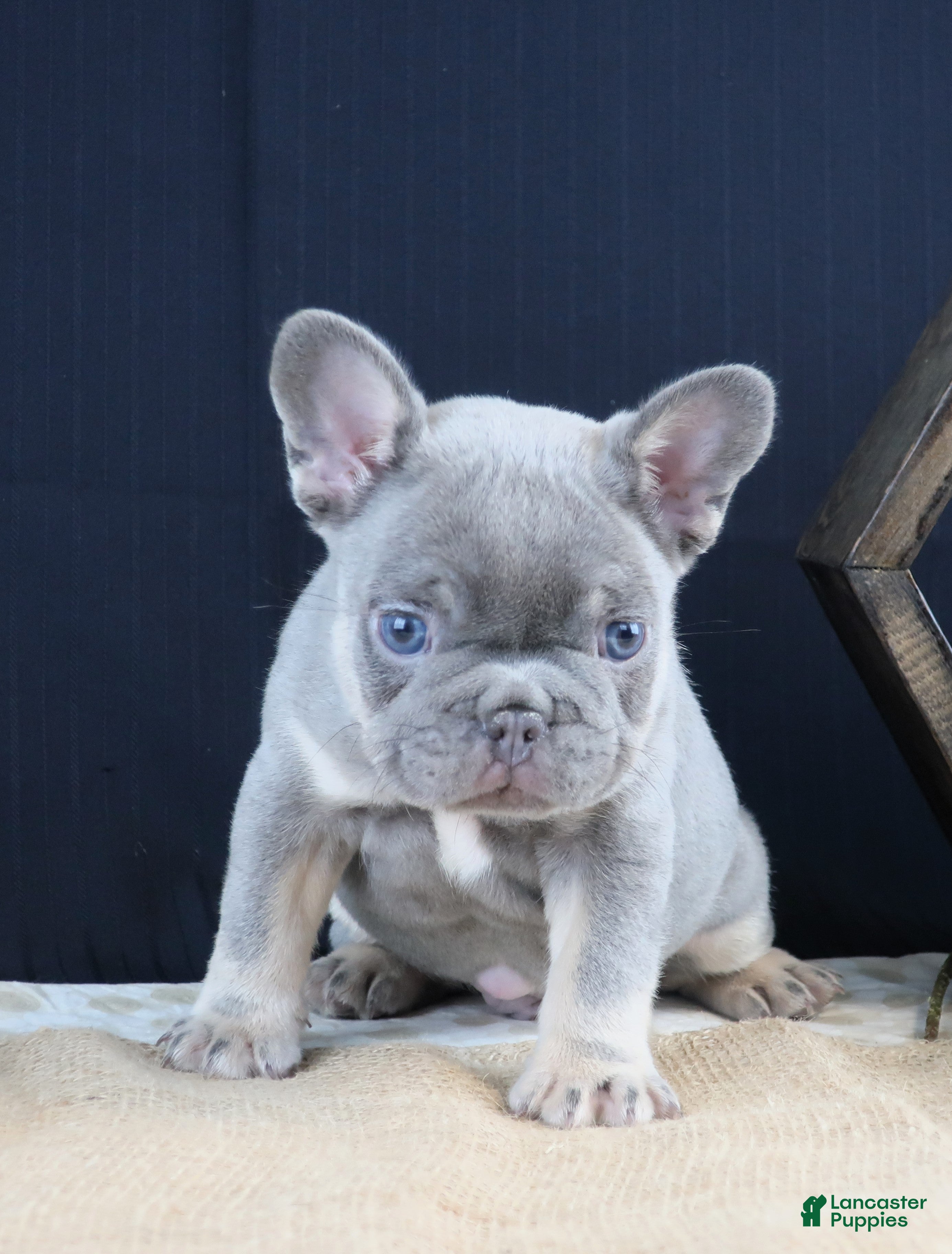 French Bulldog dogs Finn - Ad 2
