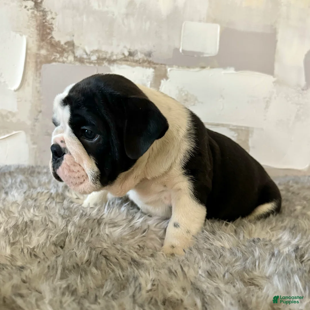 English Bulldog dogs for sale: Brutus - Ad 2