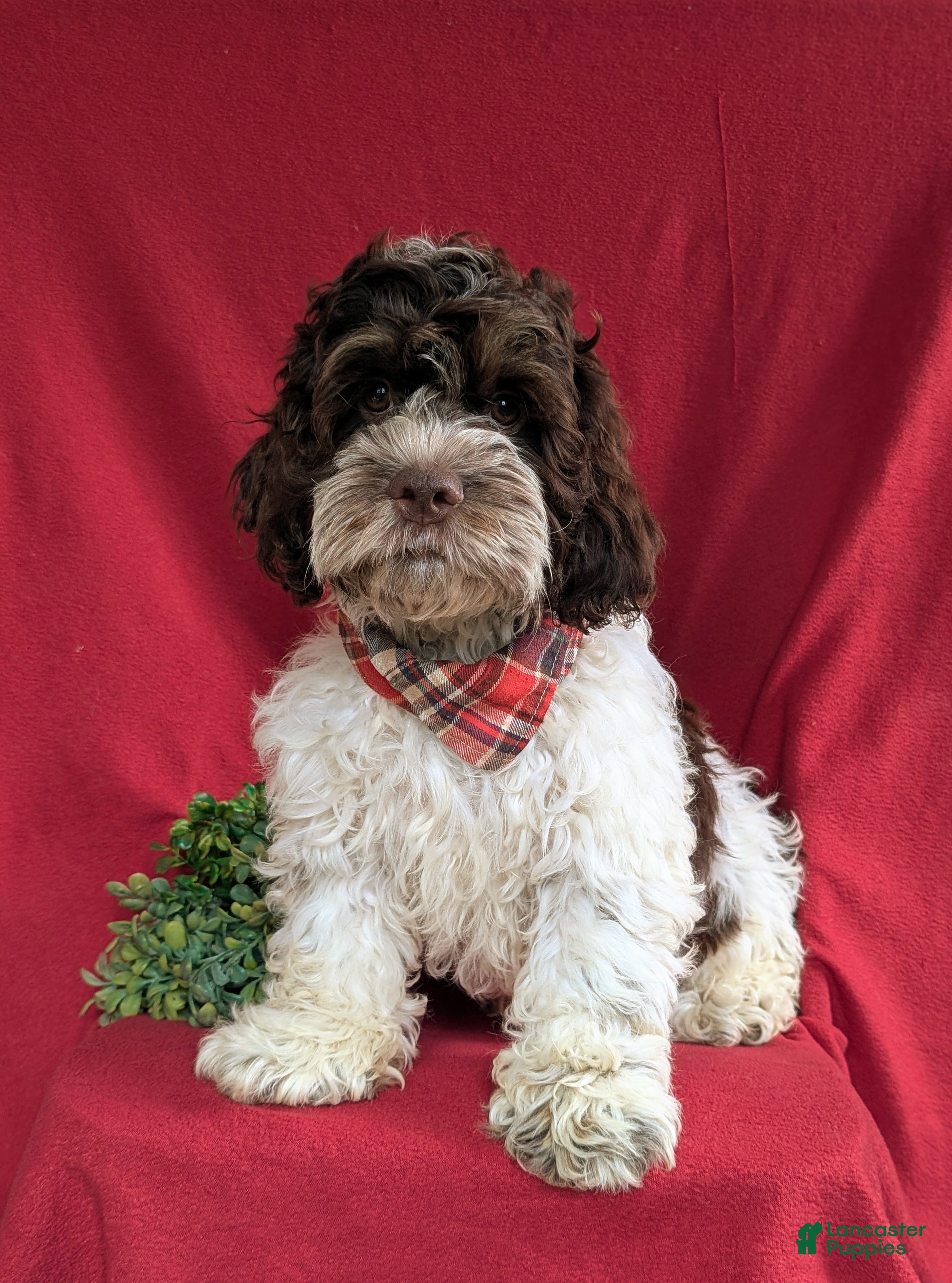 Cockapoo dogs Buddy - Ad 2