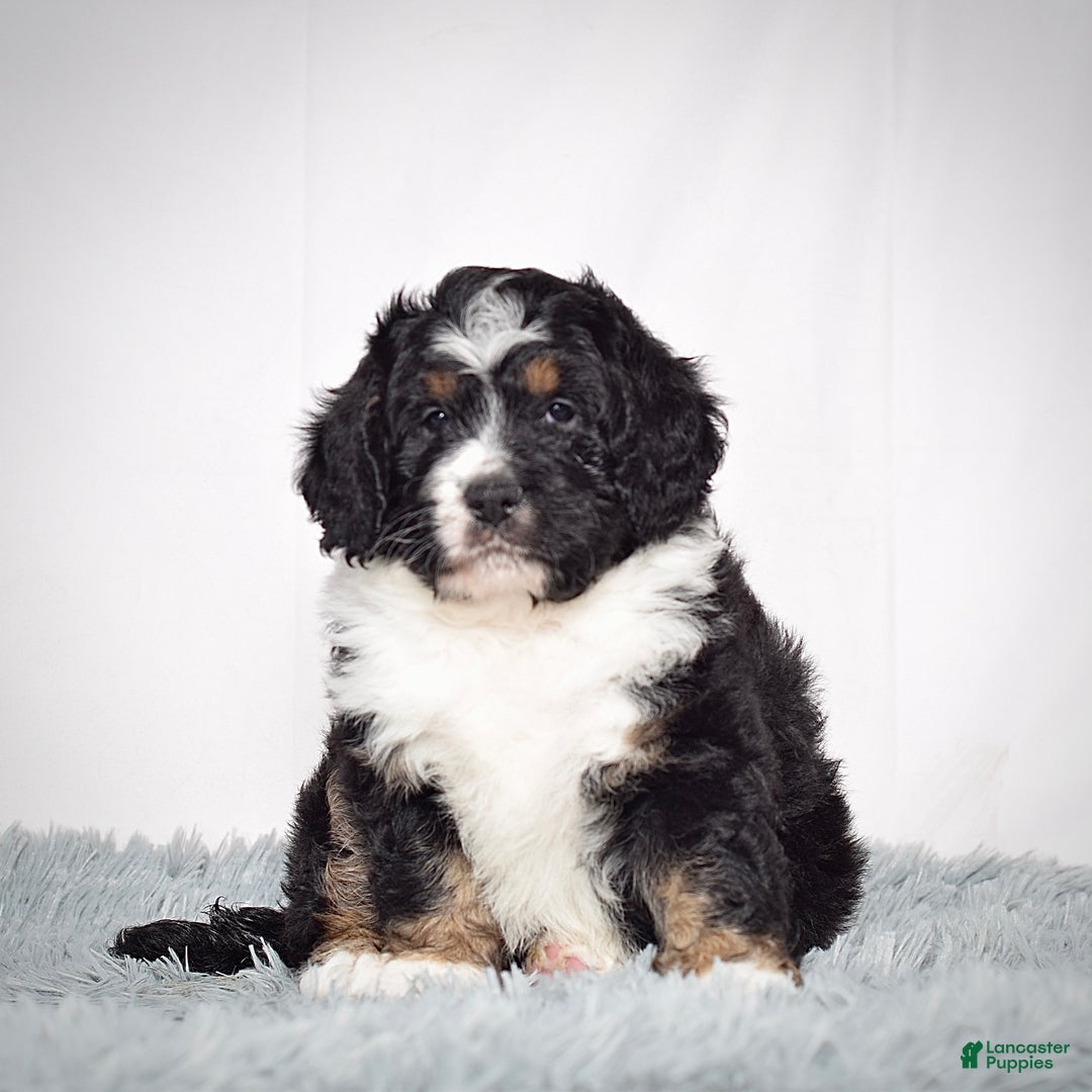 Bernedoodle dogs for sale: Ms. Sabrina - Ad 4